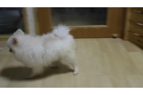 成約済の静岡県のポメラニアン-56894の2枚目